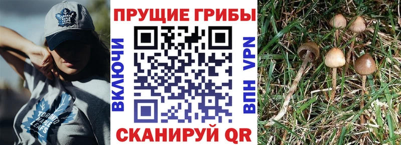 дарнет шоп  Лабинск  Галлюциногенные грибы GOLDEN TEACHER 